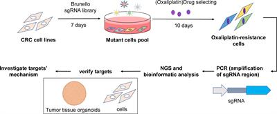 CRISPR-based knockout screening identifies the loss of MIEF2 to enhance oxaliplatin resistance in colorectal cancer through inhibiting the mitochondrial apoptosis pathway